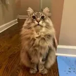 Siberian Cat Lifespan