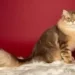 Siberian Cat Personality