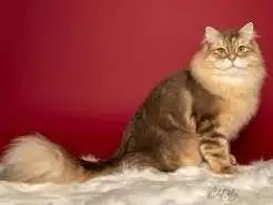 Siberian Cat Personality