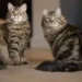 Siberian Tabby Cat