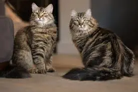 Siberian Tabby Cat