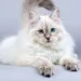 Siberian Cat Health Problems