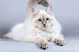 Siberian Cat Health Problems