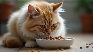 Siberian Cat Food