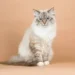 Siberian Cat Price