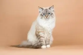 Siberian Cat Price