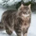 Siberian Cat Shedding