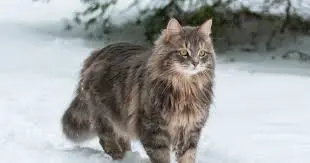 Siberian Cat Shedding