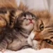 Siberian Cat Adoption & Rescue