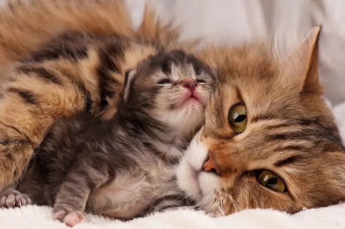 Siberian Cat Adoption & Rescue