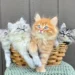 Siberian Cat Kittens