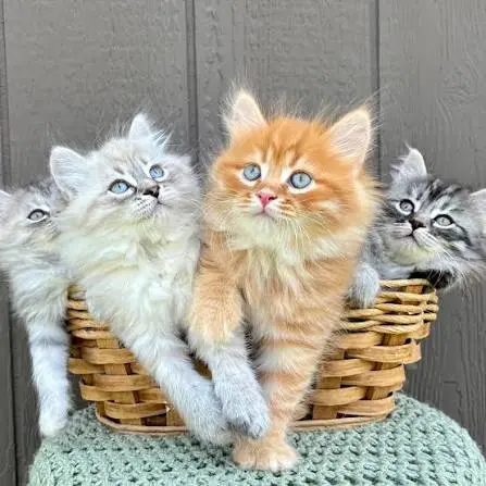 Siberian Cat Kittens