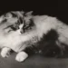 Siberian Cat History & Origin