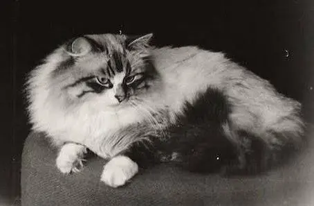 Siberian Cat History & Origin