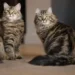 Siberian cat breeders