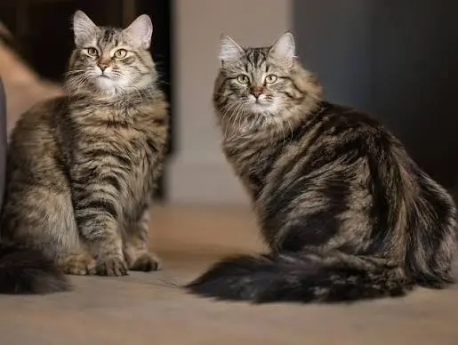 Siberian cat breeders