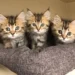 Siberian Cat For Sale