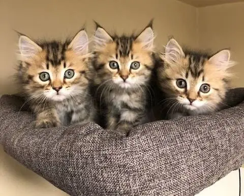 Siberian Cat For Sale