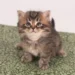 Are Siberian Cats Hypoallergenic