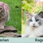 Siberian Cat vs Ragdoll