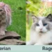 Siberian Cat vs Ragdoll