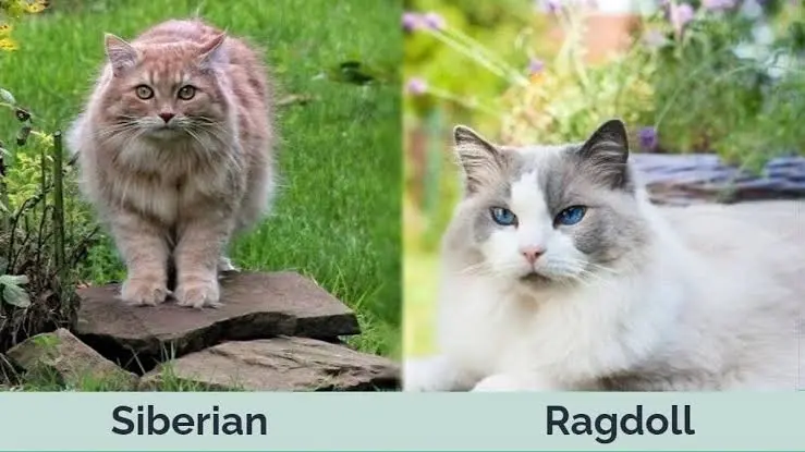 Siberian Cat vs Ragdoll