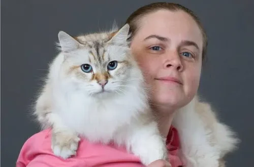 Siberian Cat Size