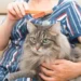Siberian Cat Grooming & Care