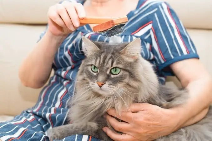 Siberian Cat Grooming & Care