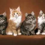 Siberian Cat Colors: A Complete Guide to Colors and Patterns