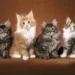 Siberian Cat Colors