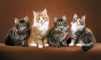 Siberian Cat Colors