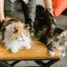 Siberian Cat Lifespan