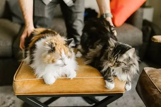 Siberian Cat Lifespan