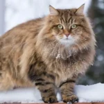 How to Identify a Siberian Cat