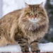 How To Identify A Siberian Cat