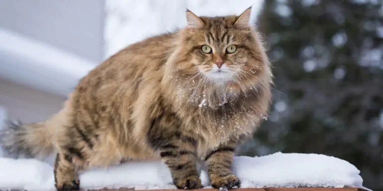 How To Identify A Siberian Cat