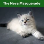 Neva Masquerade Siberian Cat: Complete Breed Guide