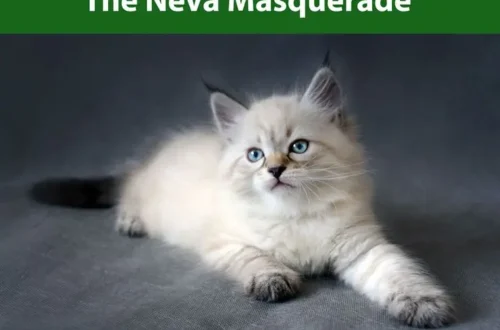 Neva Masquerade Siberian Cat