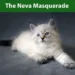 Neva Masquerade Siberian Cat
