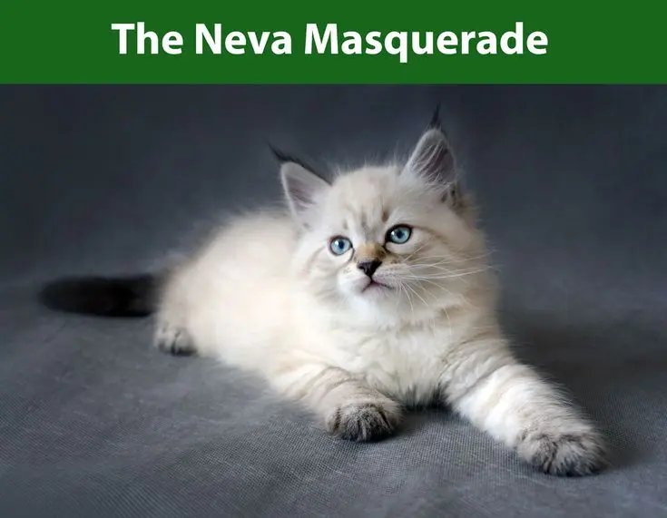Neva Masquerade Siberian Cat