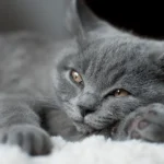 Grey Cat Names: 300+ Cute, Silver & Unique Name Ideas