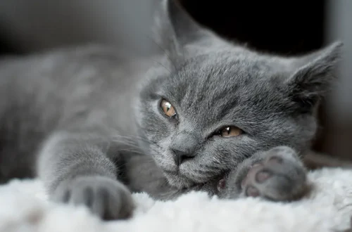 grey cat names