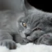 grey cat names