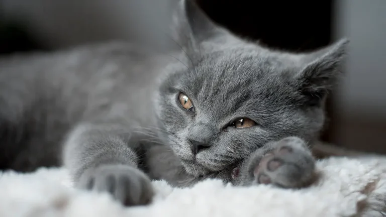 grey cat names