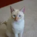 Colorpoint Shorthair