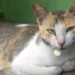 javanese cat