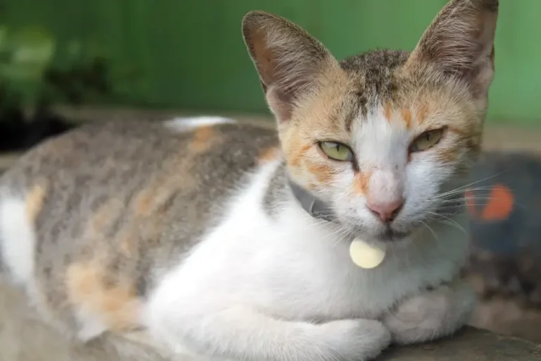 javanese cat
