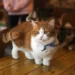 smallest cat breed