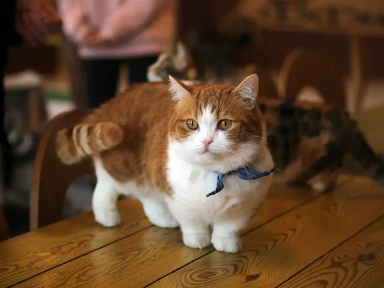 smallest cat breed